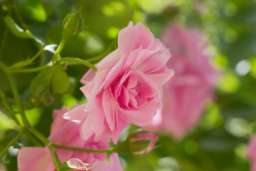 Pink rose in the garden,floral background