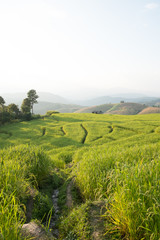 Obraz premium Homestay among rice terrace field in countryside at Banpabongpieng, Thailand.