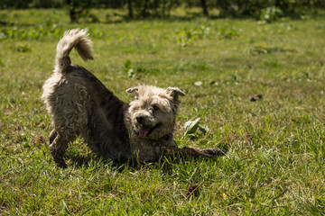 Wet and dirty mongrel dog playing on a meadow.