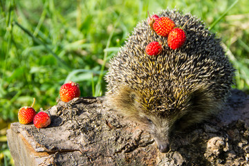 Young prickly hedgehog with strawberries on the log