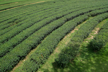 Fototapeta na wymiar Tea farm at Singha Park Chiang Rai, Thailand.
