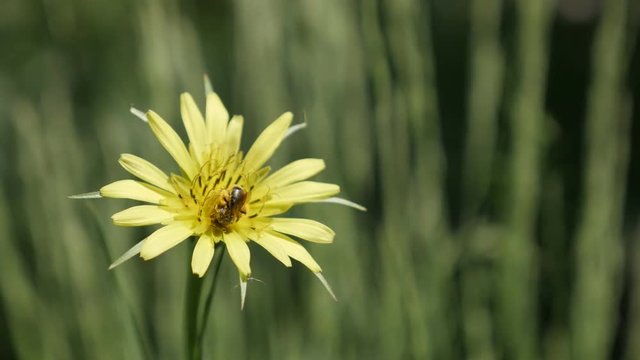 Bee over Tragopogon pratensis plant close-up 4K 2160p 30fps UltraHD footage - Meadow salsify yellow flower and tiny insect shallow DOF 3840X2160 UHD video
