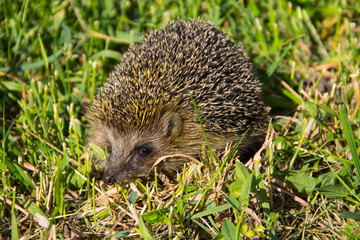 Young prickly hedgehog in green grass