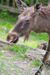 Alces alces female moose North America or elk Eurasia