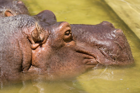 Hippopotamus resting in the water in zoo