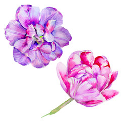 Wildflower tulip flower in a watercolor style isolated.