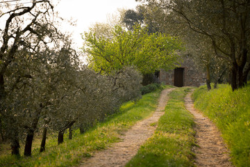 Naklejka premium olive trees at Tuscany