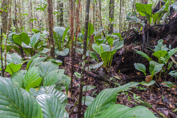 Jungle at the bottom of Angel Falls (Salto Angel), the highest waterfall in the world (978 m), Venezuela