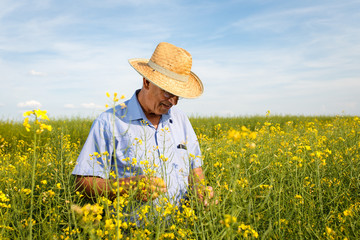 Senior farmer standing in a rapeseed field and examining crop.