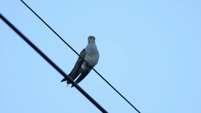 鳴くカッコウ(Common cuckoo)