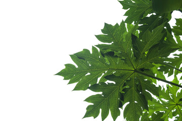 Papaya leaves isolated on white background