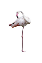 Fototapeta premium flamingo isolated on white background 