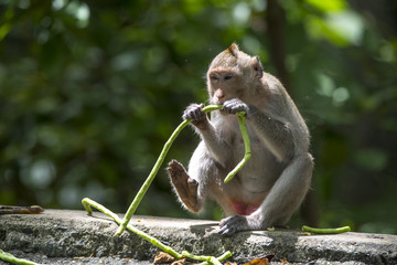 Wild monkeys are eating food