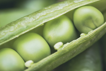 Green peas vegetables. One pod is opened with seeds extreme closeup as a background
