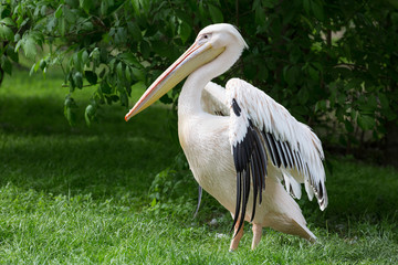 Pelican or Pink Pelican at the zoo