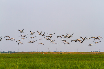 A huge flock of storks flies up