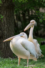 Pelican or Pink Pelican group at the zoo