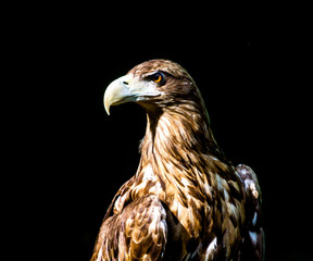 Noble eagle, photo on a black background