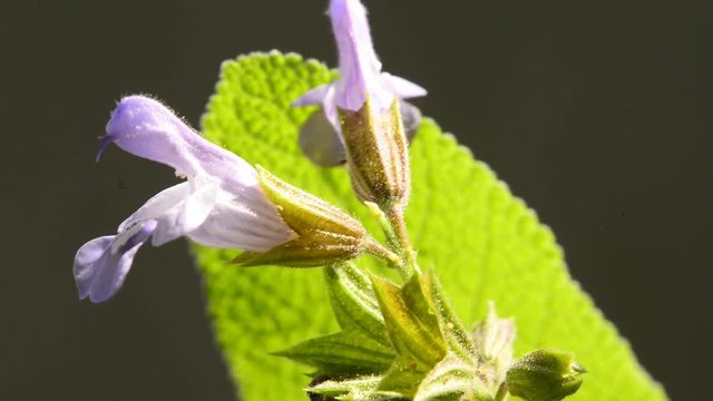 Salbei, Heil-und Gew&uuml;rzpflanze mit Bl&uuml;te