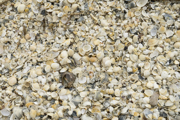 Landscape with sea view, waves and sea shells, clouds, photographed in Gura Portiţei, Romania, in cloudy spring day