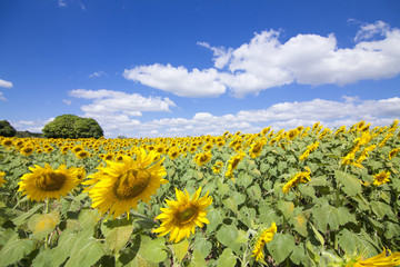 Fototapeta premium Sunflower with blue sky