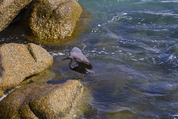 pacific reef egret, black pacific reef egret looking for fish at beach rock