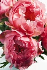 Pink peonies in blue vase on white background