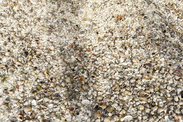 Landscape with sea view, waves and sea shells, clouds, photographed in Gura Portiţei, Romania, in cloudy spring day