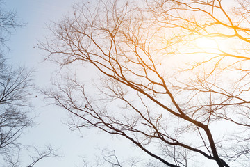 Black branches in the sky in bright days.