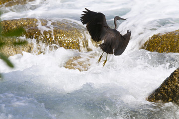 pacific reef egret, black pacific reef egret looking for fish at beach rock