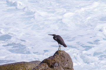 pacific reef egret, black pacific reef egret looking for fish at beach rock