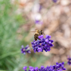 Biene sammelt Pollen an Lavendel