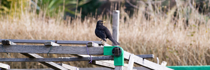 Amsel