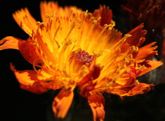 Fototapeta na wymiar Orangerotes Habichtskraut (Hieracium aurantiacum), Blüte als Makroaufnahme