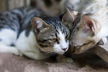 Cute little cats are relaxing in the evening.