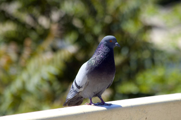 dove on street
