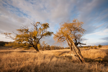 willow trees in the eastern free state south africa