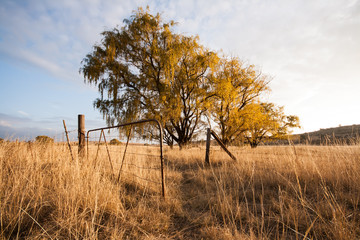 willow trees in the eastern free state south africa