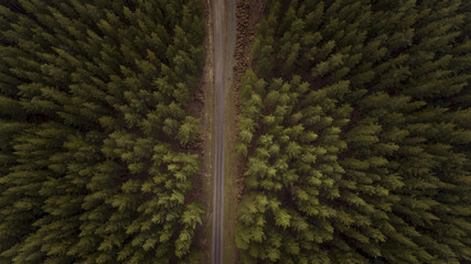 Aerial View of Trees and Road in Plantation