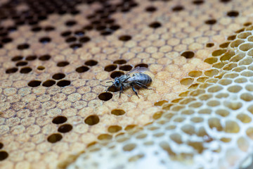 Newborn bees on sealed brood.