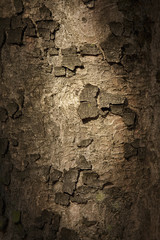 Old Rich Wood Grain Texture