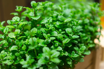 Green herb In a pot made of wood.