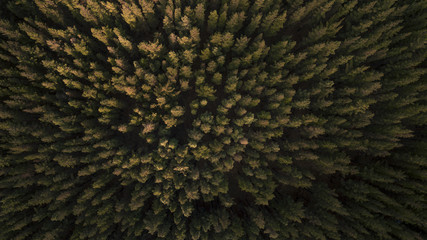 Aerial View of Trees and Road in Plantation