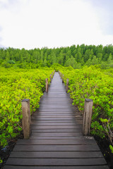 Fototapeta na wymiar Wooden bridge in mangrove field, boardwalk in Tung Prong Thong, Rayong, Thailand 