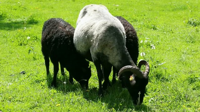 Heidschnucken auf gr&uuml;ner Weide im Sommer