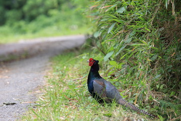 Green pheasant also known as Japanese pheasant