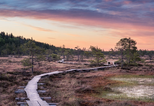Scenic landscape at summer night in the swamp, National Park, Torronsuo, Finland.