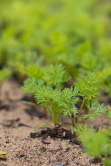 Carrot seedlings in vegetable garden close up