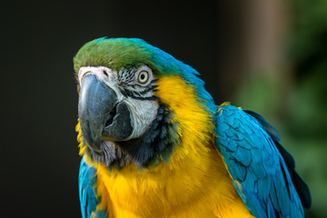Blue-and-yellow Macaw - ルリコンゴウインコ２