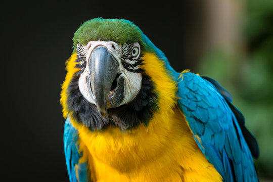 Blue-and-yellow Macaw - ルリコンゴウインコ１